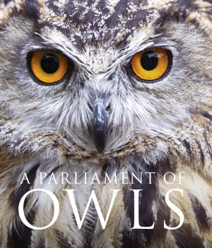 A Parliament of Owls фото №1