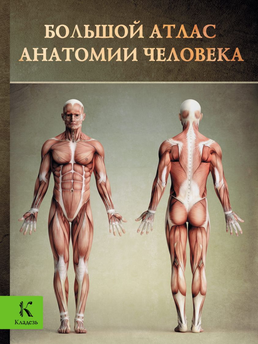 Большой атлас анатомии человека фото №1