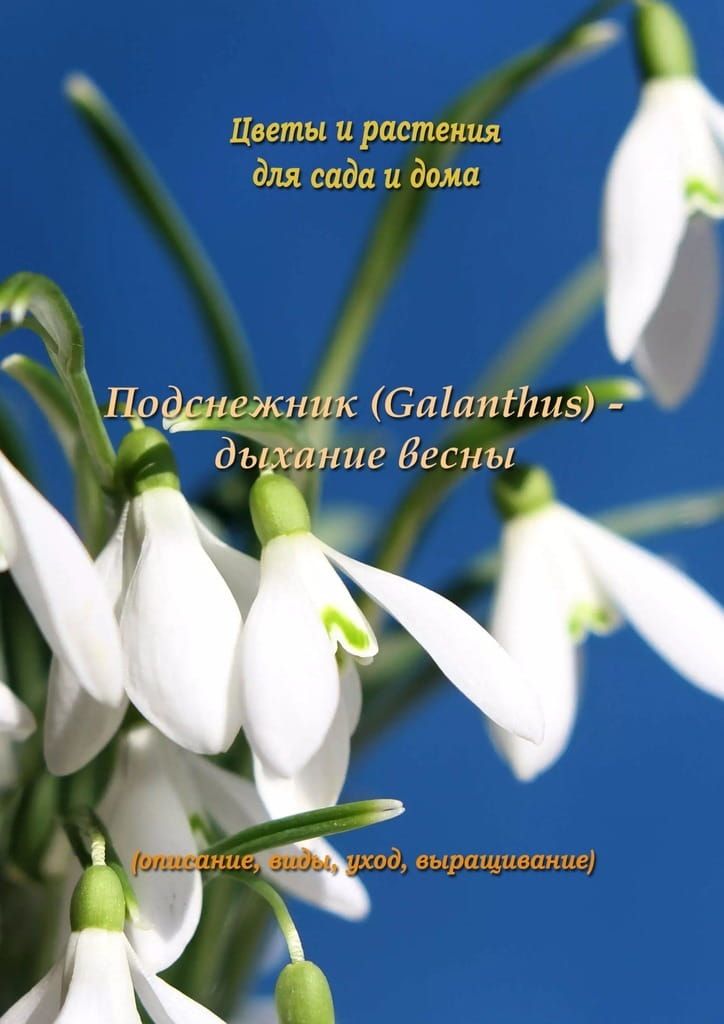 Подснежник (Galanthus) – дыхание весны фото №1