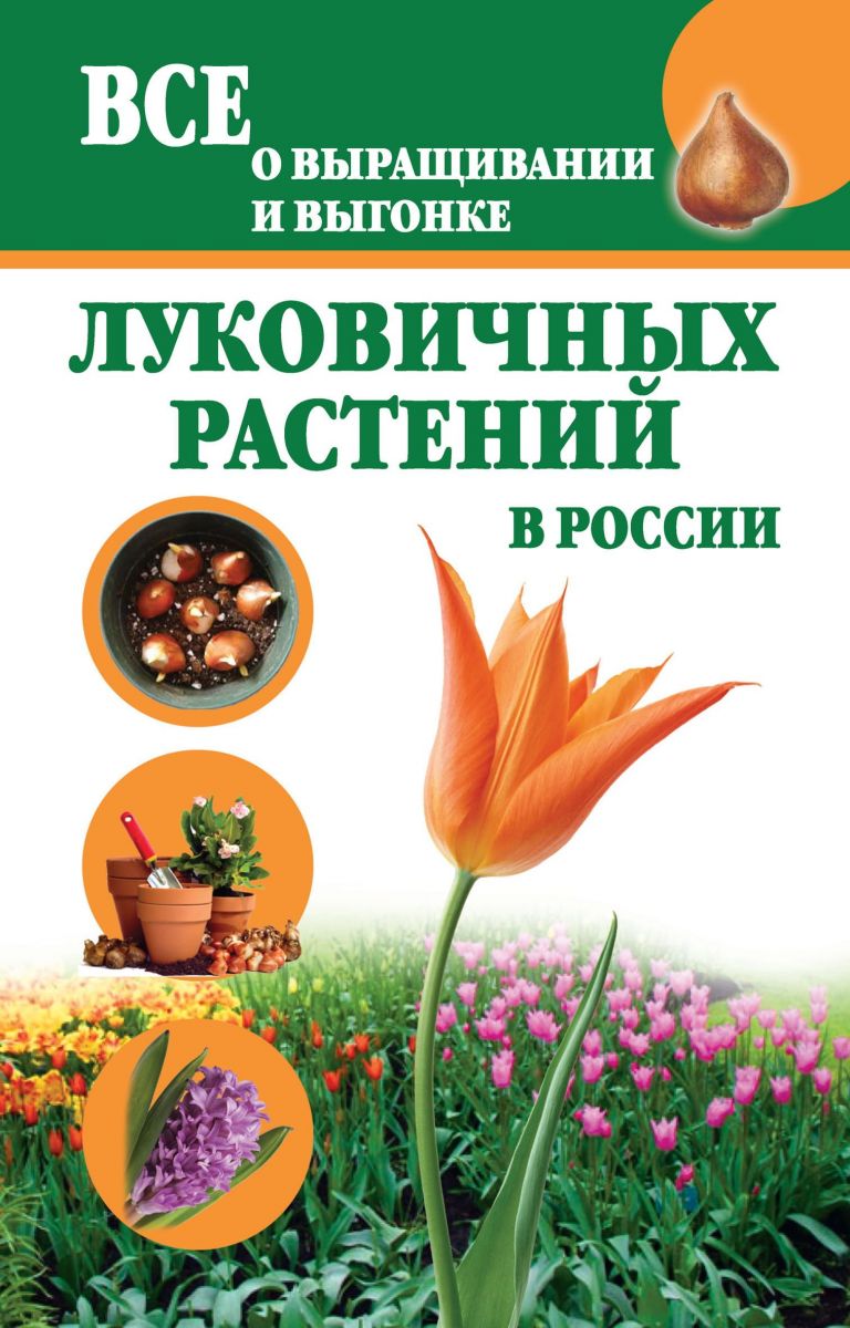 Все о выращивании и выгонке луковичных растений в России фото №1